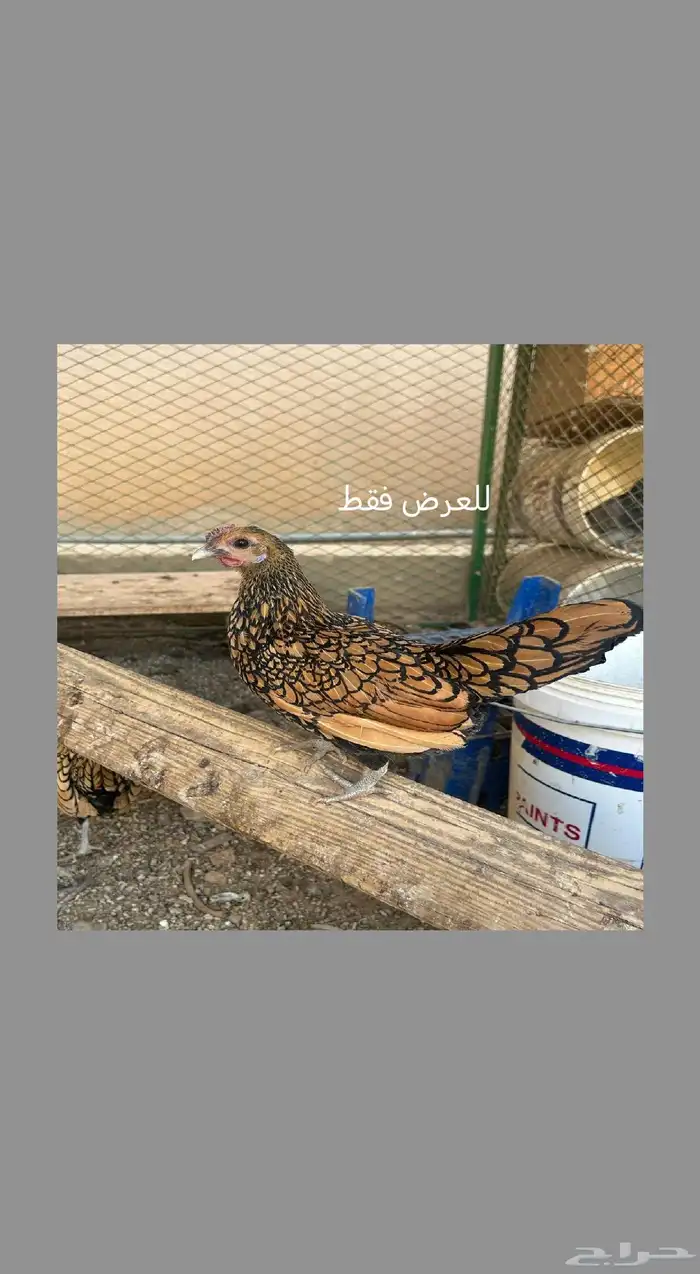 سبرايت صوص تم البيع 5