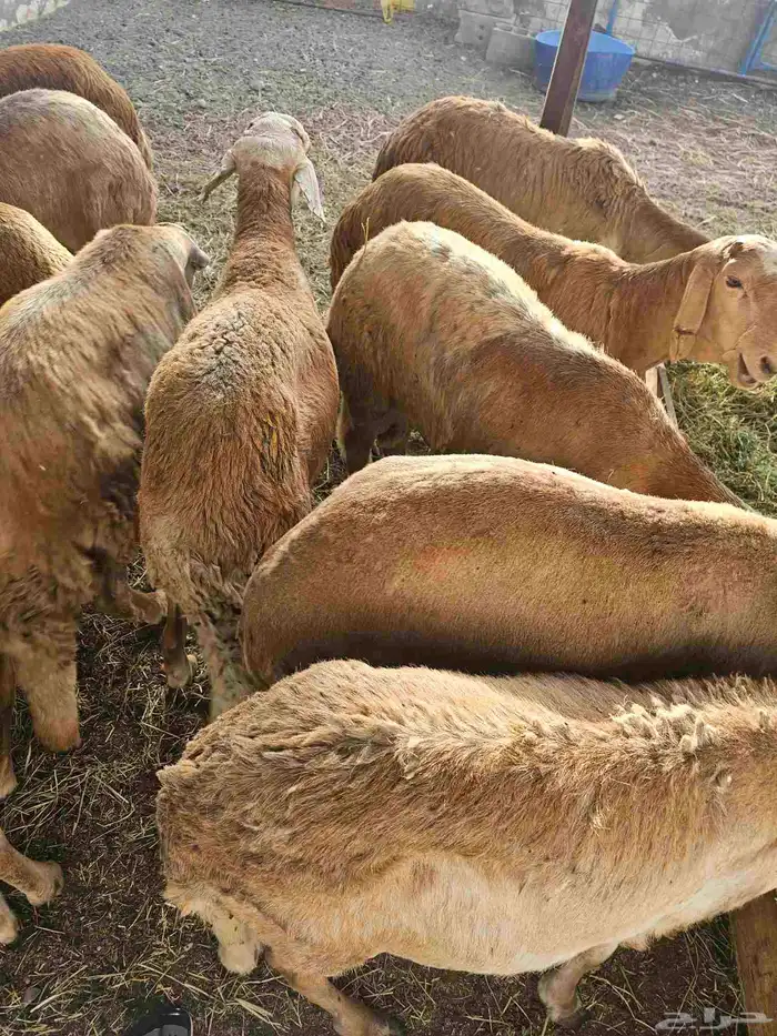 طليان سواكني 0