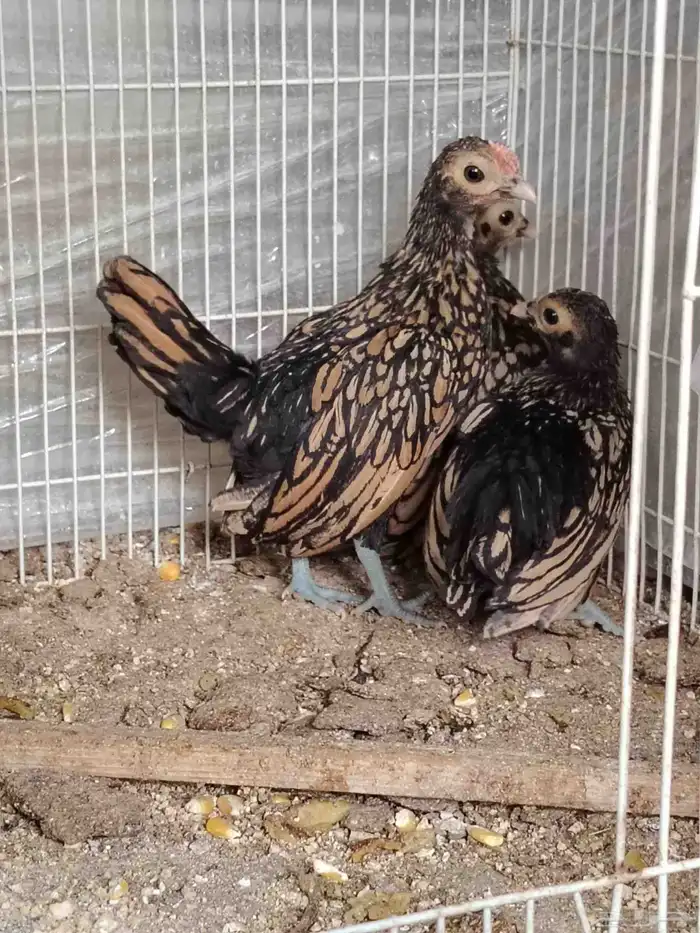 سبرايت صوص تم البيع 2