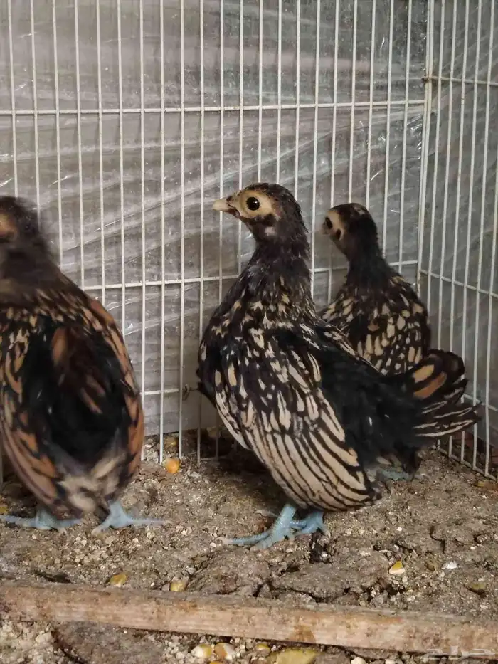 سبرايت صوص تم البيع 0