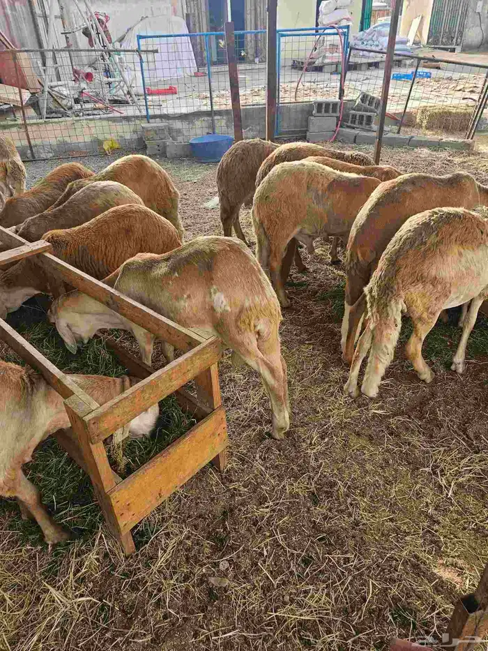 طليان سواكني 4