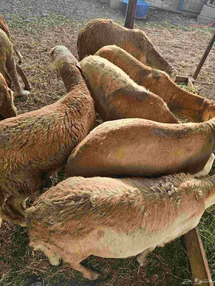 طليان سواكني 3