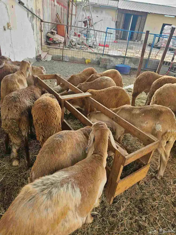 طليان سواكني 1