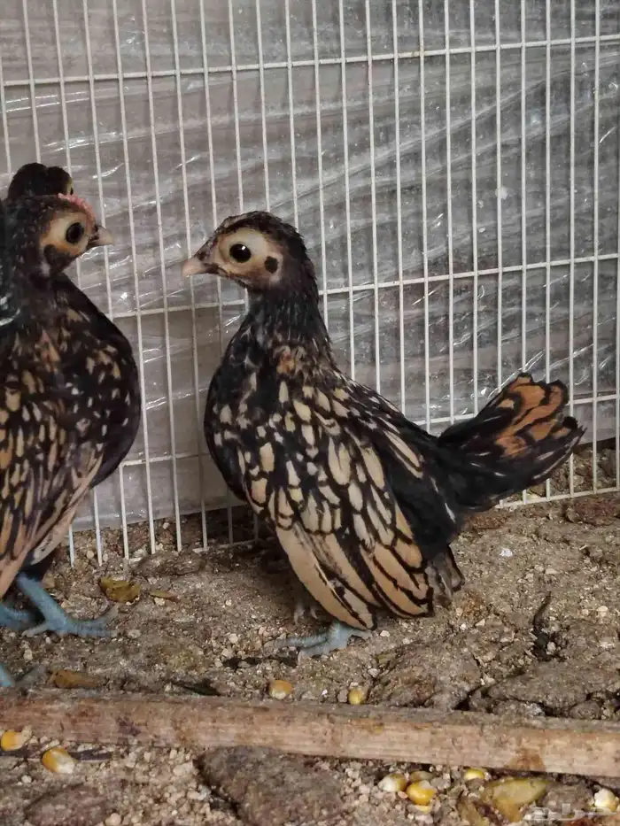 سبرايت صوص تم البيع 1