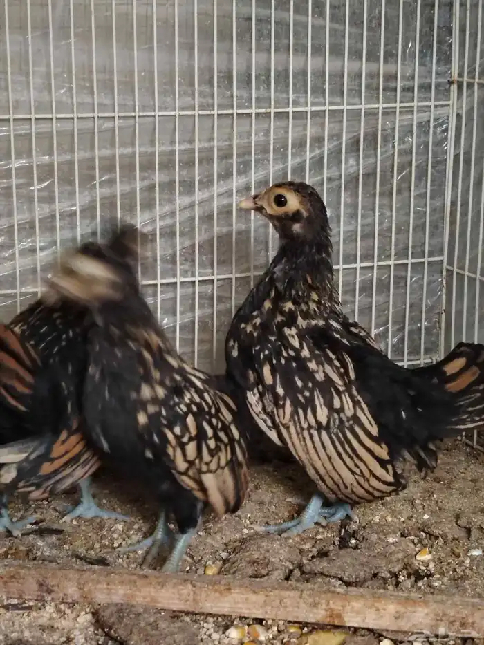 سبرايت صوص تم البيع 3