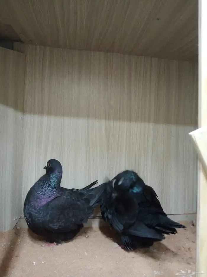 حمام فرش موندين 4