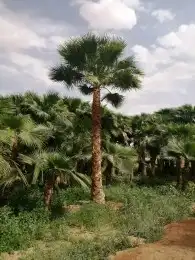 نخل وشنطني زينه للبيع 8