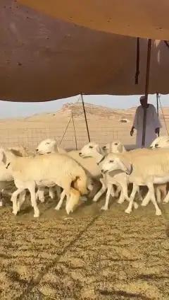 ما شاء الله وتبارك الله أعرض لكم غنم حريات رخال 3