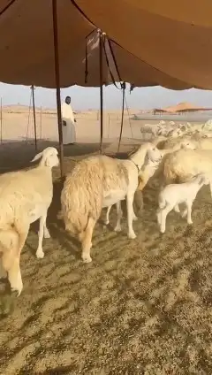 ما شاء الله وتبارك الله أعرض لكم غنم حريات رخال 1