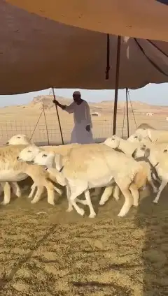 ما شاء الله وتبارك الله أعرض لكم غنم حريات رخال 7