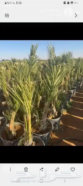 نخل للبيع بجمع نواعه ولمقسات المختلفه الدمام الجبيل بقيق 2