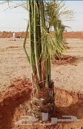 نخل للبيع بجمع نواعه ولمقسات المختلفه الدمام الجبيل بقيق 4