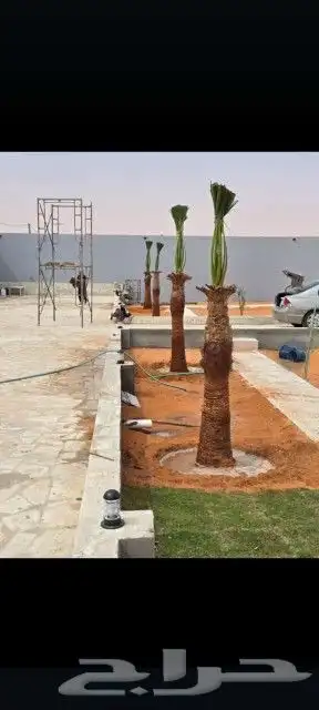 نخل للبيع بجمع نواعه ولمقسات المختلفه الدمام الجبيل بقيق 1