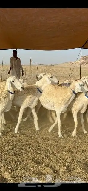 سلام عليكم نعرض لكم غنم حري رخال اسنانها جدعات 1