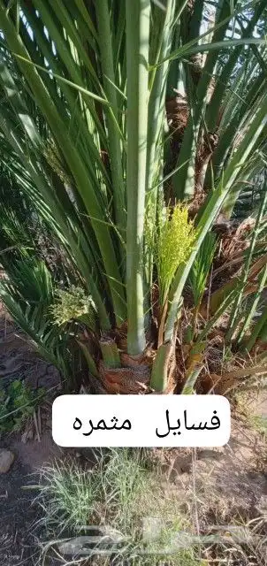 نخل للبيع بجمع نواعه ولمقسات المختلفه الدمام الجبيل بقيق 0