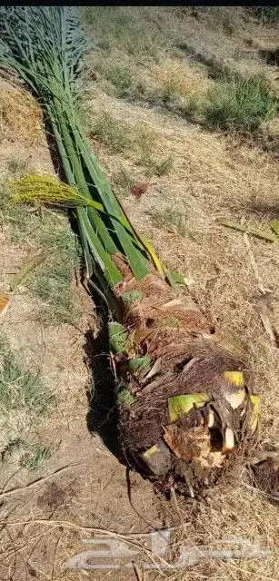 نخل للبيع بجمع نواعه ولمقسات المختلفه الدمام الجبيل بقيق 7