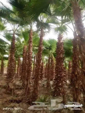 نخل وشنطني زينه للبيع 5