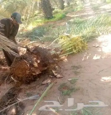 نخل للبيع بجمع نواعه ولمقسات المختلفه الدمام الجبيل بقيق 5