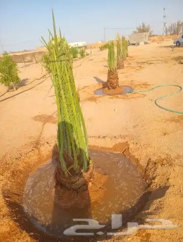 نخل للبيع بجمع نواعه ولمقسات المختلفه الدمام الجبيل بقيق 8