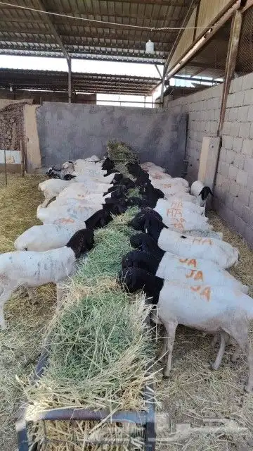تيوس وبربري للبيع 1
