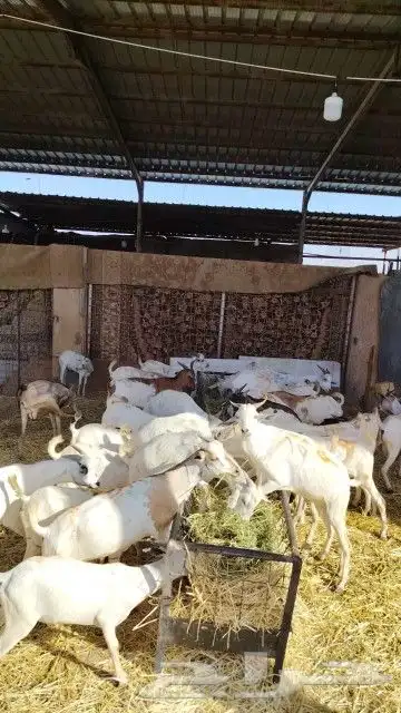 تيوس وبربري للبيع 2