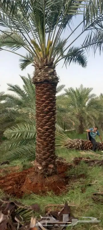 نخل 5متر 6متر 7متر وجميع المقاسات متوفره 6