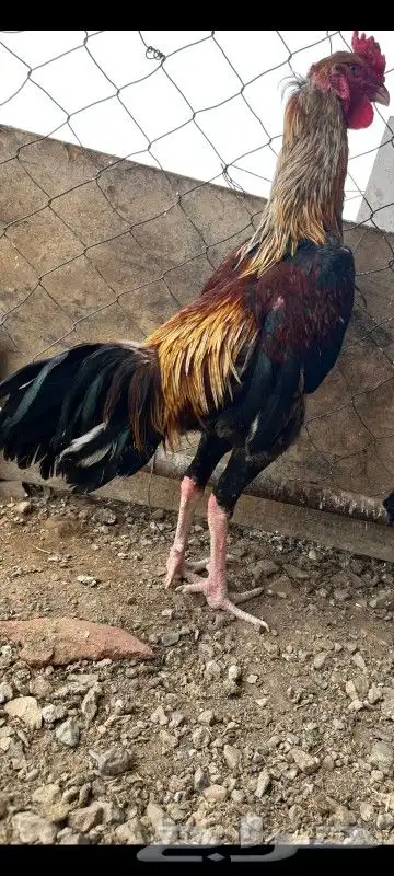 دجاجه وا ديك شامي الموقع وادي الفرع وا ارقم الجوال 1