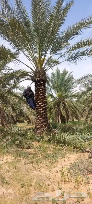 نخل 5متر 6متر 7متر وجميع المقاسات متوفره 4