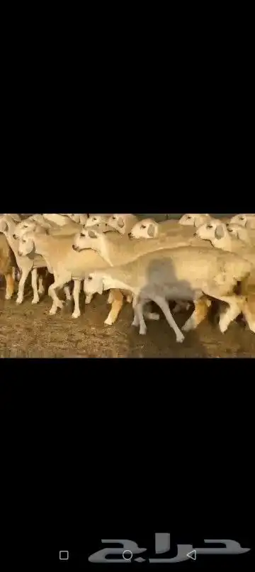 رخال حريات صنف 1
