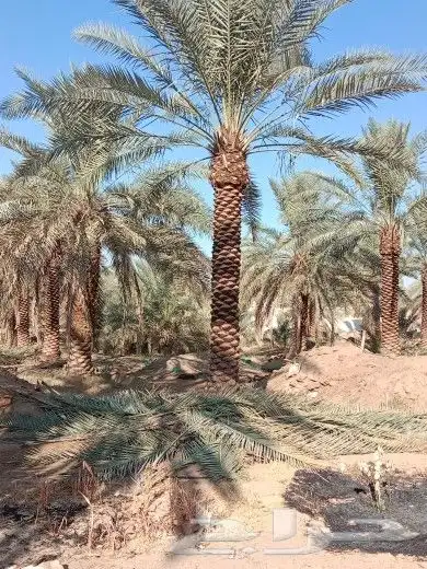 مقولات نخيل وتركيب جميع انواع شبوك وتكريب وتنظيف نخيل 3