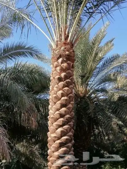 مقولات نخيل وتركيب جميع انواع شبوك وتكريب وتنظيف نخيل 4