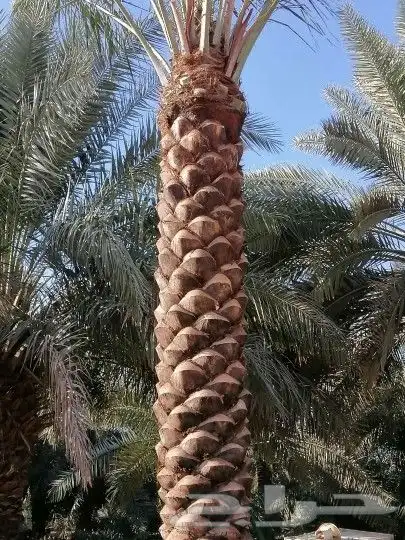 مقولات نخيل وتركيب جميع انواع شبوك وتكريب وتنظيف نخيل 5