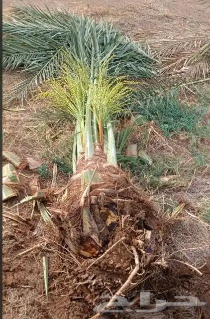 نخل للبيع بجمع نواعه ولمقسات المختلفه الدمام الجبيل بقيق 9