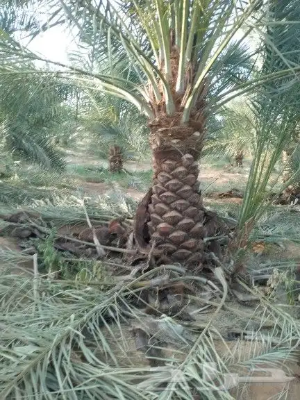 نخل للبيع نقايل فسايل 2
