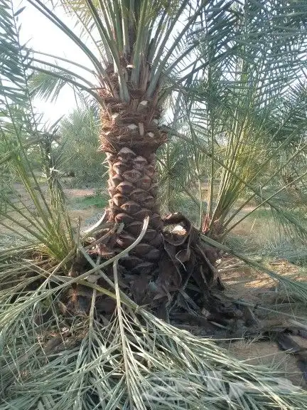 نخل للبيع نقايل فسايل 4