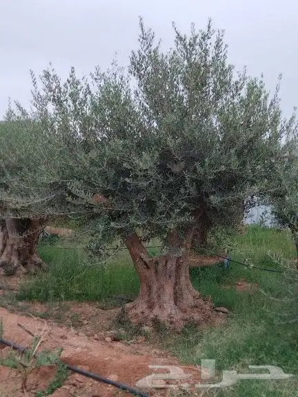 نخيل واشنطوني عربي أمريكي زيتون قزم معمر سرو اشجار 5