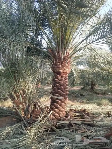 نخل للبيع نقايل فسايل 0