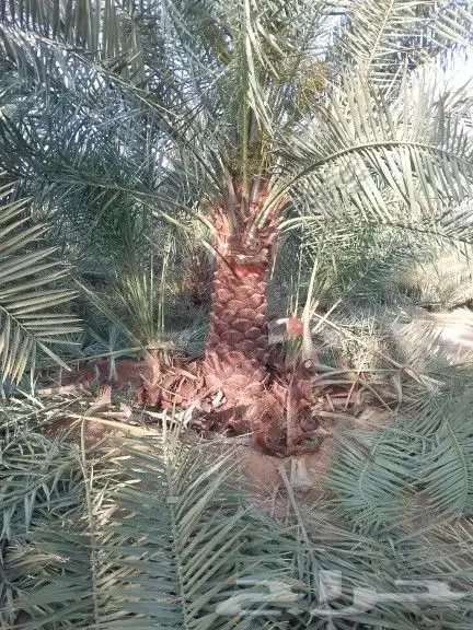 نخل للبيع نقايل فسايل 5