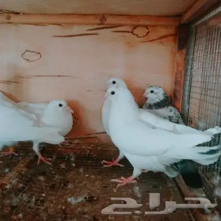 موجود زغاليل حمام 2
