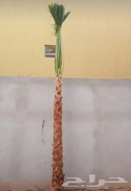 نخل وشنطني زينه للبيع 1