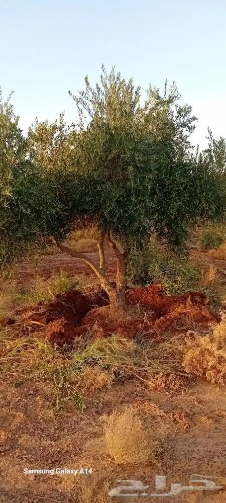 نخيل واشنطوني عربي أمريكي زيتون قزم معمر سرو اشجار 3