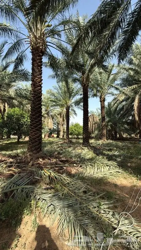 نخل 5متر 6متر 7متر وجميع المقاسات متوفره 0