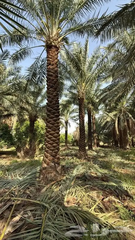 نخل 5متر 6متر 7متر وجميع المقاسات متوفره 1