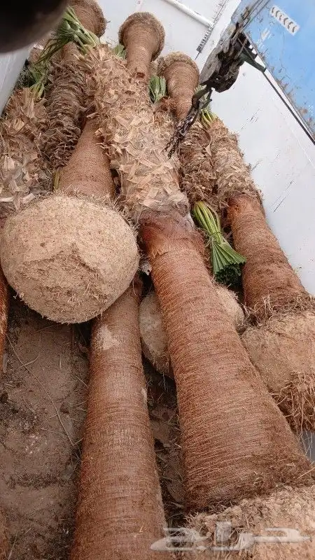 واشنطن وعربي 2