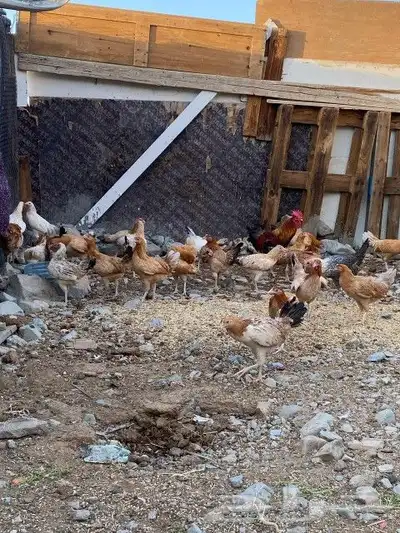 يوجد دجاج للبيع بلدي السعر 35 1