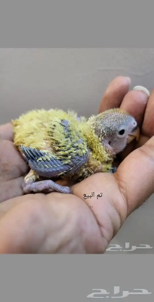 تم البيع 1