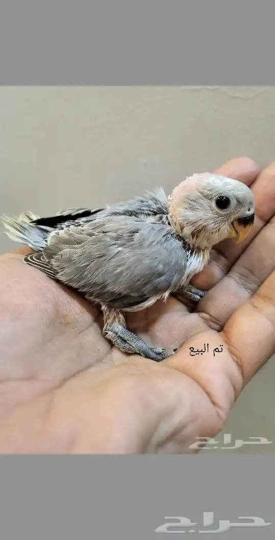 تم البيع 4