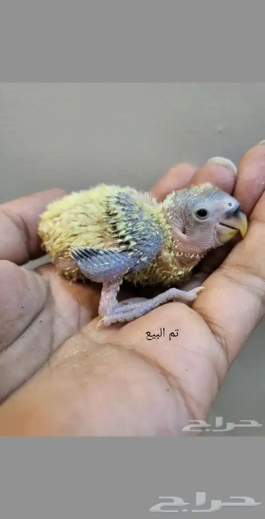 تم البيع 0