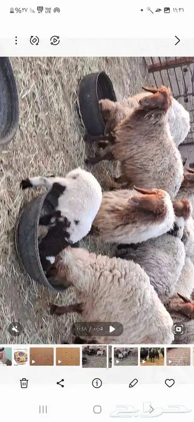 غنم للبيع العدد 25 بها 5مطافيل عيالها ذبائح 3