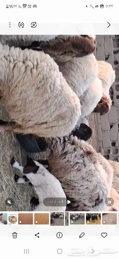 غنم للبيع العدد 25 بها 5مطافيل عيالها ذبائح 2